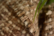Silk Boucle Tweed Fabric by the Yard. Designer Collection - Smores - Offwhite and Hay - 58'' / 147cm W