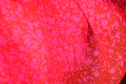 Hand Painted Silk Organza Fabric - ENCHANTED GROTTO ( Rosso )
