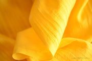 Handwoven Turmeric & Asoka natural dyed Organic Cotton Fabric